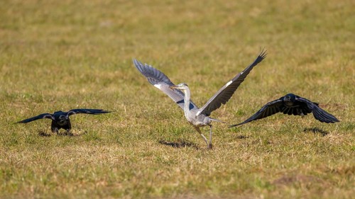 Grey heron (Ardea cinerea) and common raven (Corvus corax), the two ravens try to chase away the