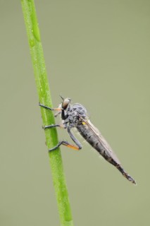 Common awl robberfly (Neoitamus cyanurus), female, North Rhine-Westphalia, Germany