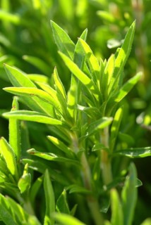 Summer savory (Satureja hortensis), also garden savory, true savory, pepperwort, family of the