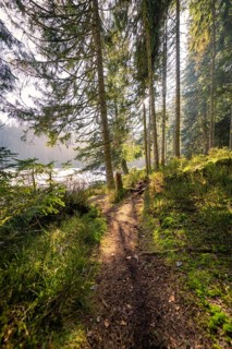 A narrow path through a sun-drenched forest, surrounded by lush greenery and tranquillity,