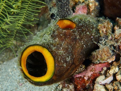 Underwater organism resembling a tube with orange-coloured openings, golden sea squirt (Polycarpa