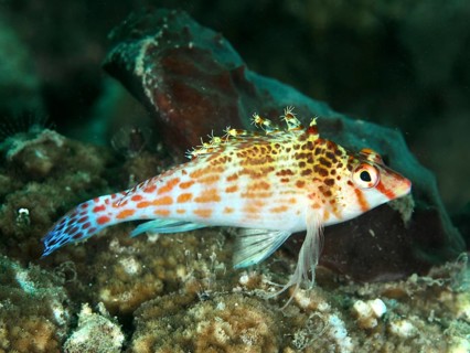 A vividly coloured fish, Dwarf Hawkfish (Cirrhitichthys falco), resting on a coral reef, Sweet Reef