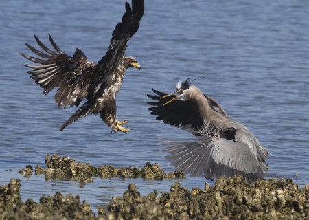 Juvenile Bald Eagle (Haliaeetus leucocephalus) attacks Great Blue Heron (Ardea herodias),