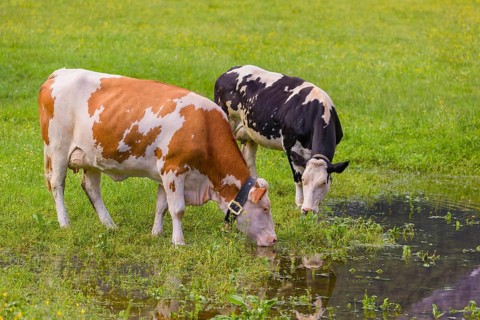 Holstein Friesian cattle stand on a green meadow at a puddle and drink. A reflection of the cows