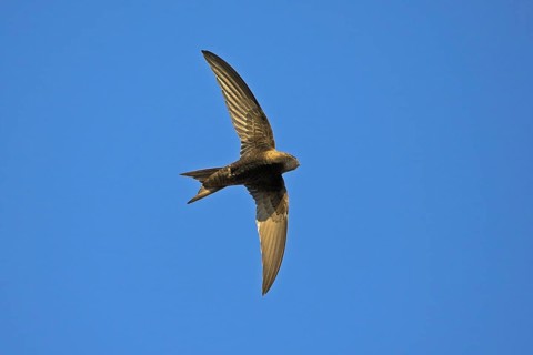 Mauersegler, Common Swift, Swift, Eurasian Swift, Apus apus, Martinet noir, Vencejo Común