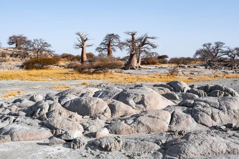 African baobab or baobab tree (Adansonia digitata), arid landscape, Kubu Island (Lekubu), Sowa Pan,