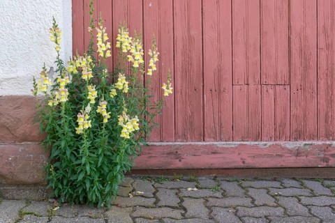 Old wooden courtyard door, snapdragons in front of it, Rhodt unter Rietburg, German or Southern
