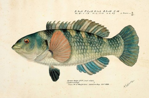 Spotted or paketi, Notolabrus celidotus, The spotty or paketi, fish, reproduction of an original,