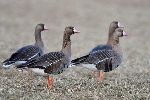 Greater White-fronted Goose (Anser albifrons) group on field, North Rhine-Westphalia, Germany