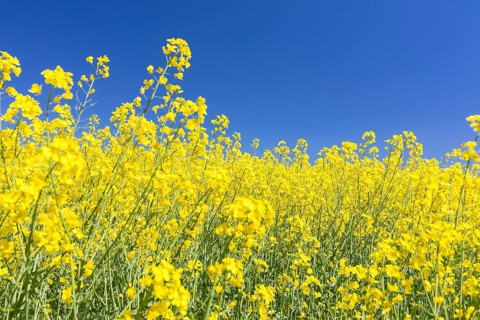 Flowering rape (brassica napus) in front of a blue sky, Müglitztal, Saxony, Germany