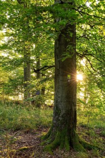 Star-shaped sunbeams shine on a mighty old beech (Fagus) in the forest, with green foliage and