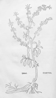 Common daphne, Kellerhals (Daphne mezereum), woodcut by Leonhart Fuchs, from New Kreüterbuch, neues