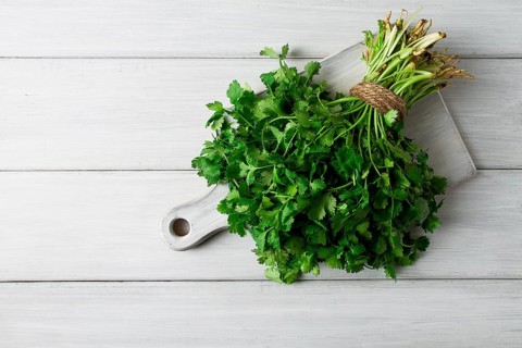 Bunch of fresh Cilantro, on a white wooden table, close-up, top view, no people