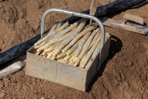 Harvesting asparagus at the Kaiserstuhl - seasonal work with tradition
