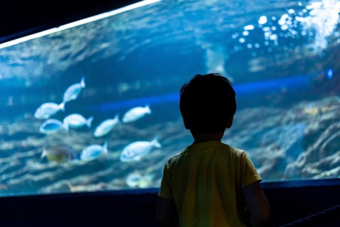 Back view of preschooler looking at group of fish swimming in large aquarium tank, exploring