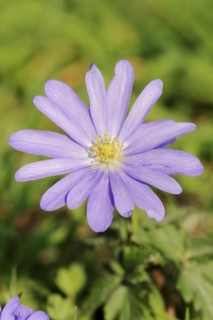 Blue anemone (Anemone apennina), flower, garden plant, North Rhine-Westphalia, Germany