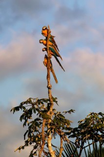 Blue-and-yellow Macaws (Ara Ararauna) perched on a branch in the tropical forest, Alta Floresta,
