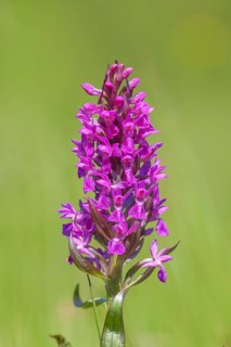 Western marsh orchid (Dactylorhiza majalis), also called broad-leaved orchid, wet meadow, orchid,