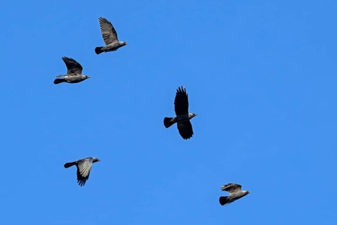 Flock of western jackdaws, European jackdaw (Corvus monedula, Coloeus monedula) in flight against