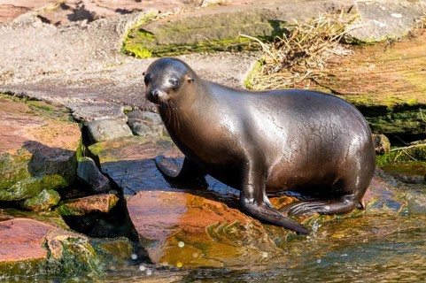 California sea lion (Zalophus californianus), at the shore of the sea, captive, Germany