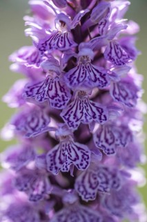 Southern marsh orchid (Dactylorhiza maculata), Emsland, Lower Saxony, Germany