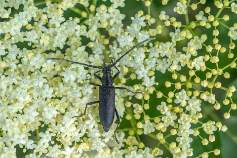 Oxymirus cursor beetle feeding on pollen on an elderflower. Jechtingen, Emmendingen, Kaiserstuhl,
