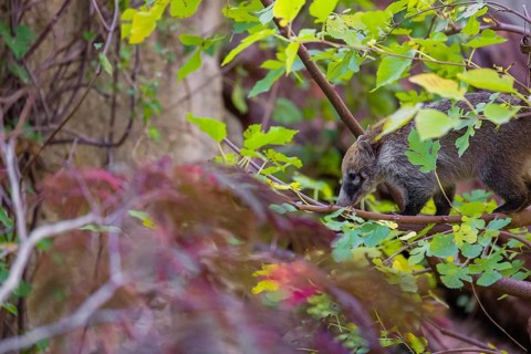 A white-nosed coati (nasua narica) climbs a tree in search of food