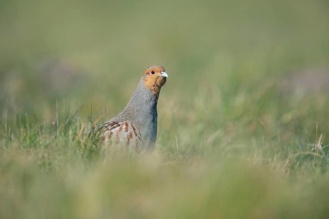 Grey Partridge (Perdix perdix) male, North Rhine-Westphalia, Germany