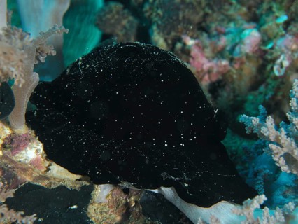 Black sea creature with small points of light, large ice snail (Ovula ovum), in a mysterious
