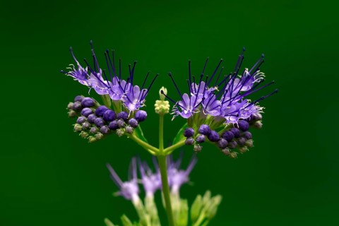 Clandon caryopteris (caryopteris x clandonensis), flower, flowering, Germany