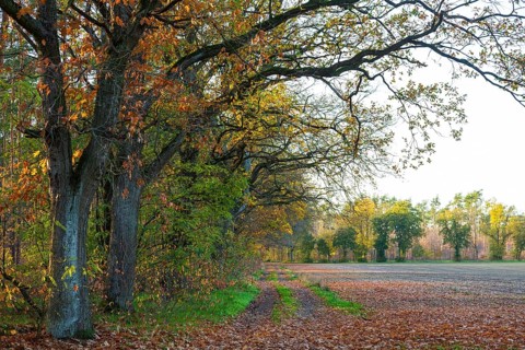Forest path along the edge of a field with oak trees (quercus) in autumn, Zschorna, Thiendorf,