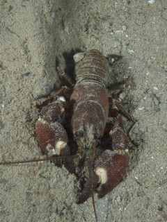 A crayfish with strong claws, signal crayfish (Pacifastacus leniusculus), American crayfish,