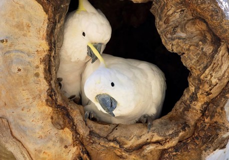 Sulphur-crested Cockatoo (Cacatua galerita) in nesting hollow, Victoria, Australia