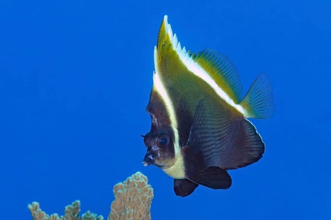 Underwater photo of Horned bannerfish (Heniochus varius), Pacific Ocean, Yap Island, Yap State,