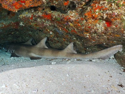 A Brownbanded bamboo shark (Chiloscyllium punctatum) resting in a sandy cave below a colourful