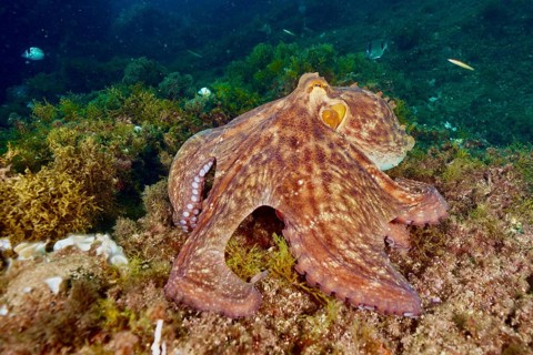 An octopus, Common Octopus (Octopus vulgaris), on the seabed, camouflaged between algae, dive site