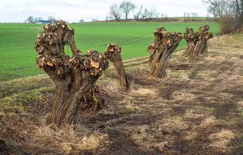 Row of recently pruned willow trees in Löderup, Ystad Municipality, Skåne County, Scandinavia