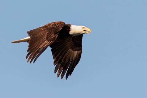 Bald Eagle (Haliaeetus leucocephalus) flying in Seward, Alaska