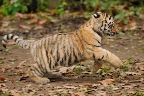 A tiger cub runs across the ground covered with autumn leaves, Siberian tiger (Panthera tigris