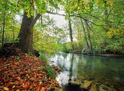 Aabach also called Hallwiler Aa in autumnal surroundings, Seengen, Canton Aargau, Switzerland