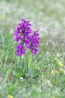 Green-winged orchid (Anacamptis morio), two inflorescences next to each other in a meadow,
