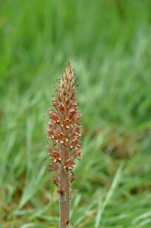 Gorse (Orobanche rapum-genistae), a subspecies of the genista family (Orobanchaceae) is endangered