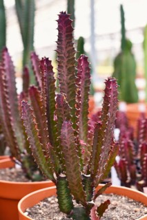 Red 'Euphorbia trigona f. rubra' cactus plant