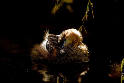 Little grebe (Tachybaptus ruficollis), preening itself, captive, Alpenzoo Innsbruck, Tyrol, Austria