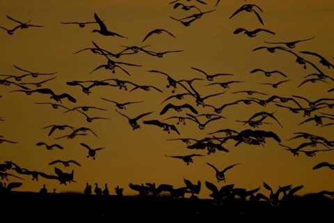 Pink-footed goose (Anser brachyrhynchus) adult birds in a skein or flock taking off in flight at