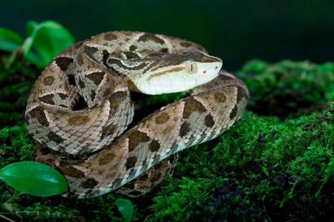 Fer de Lance (Bothrops lanceolatus) laying on moss, Costa Rica