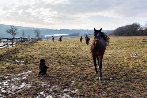 Trakehner, herd on a pasture, Trakehner stud farm Nienover, breeding, stud farm, Bodenfelde,