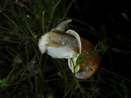 River cover snail, Viviparus viviparus (Viviparus viviparus) with visible light-coloured body