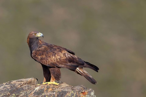 Golden eagle, (Aquila chrysaetos), bird of prey, goshawk family, perched on cliffs, biotope,