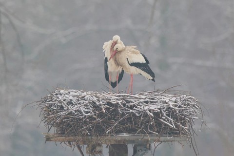 White Stork (Ciconia ciconia) pair on nest, North Rhine-Westphalia, Germany